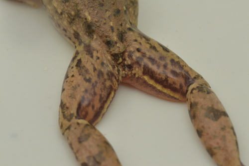 Mexican White-lipped Frog