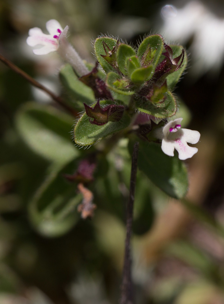 Hedeoma piperita