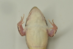 Mexican White-Lipped Frog photo 4