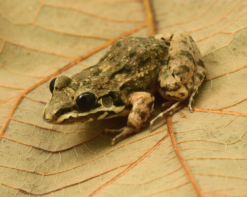 Mexican White-lipped Frog