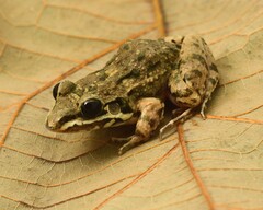 Mexican White-Lipped Frog photo 5