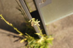 Campanula persicifolia