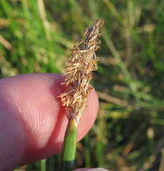 Eleocharis palustris