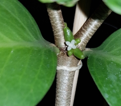 Hydnophytum formicarum