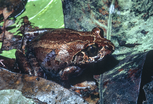 Torrent Tree Frog (Astylosternus rheophilus) — Near Threatened Amphibia