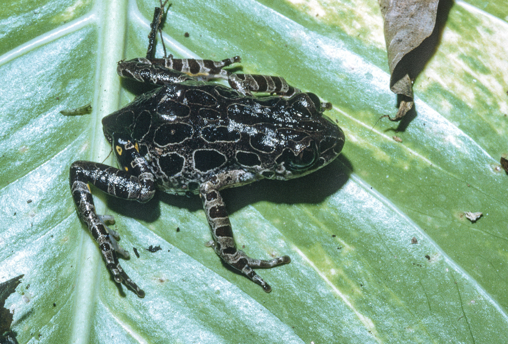 Marbled Running Frog