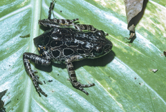 Marbled Running Frog photo 1