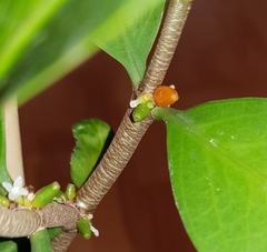 Hydnophytum formicarum