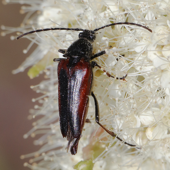 Etorofus plagiferus