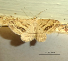 Chiasmia furcata