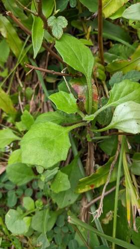 Gynura formosana, photograph 2