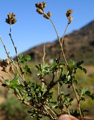 Psoralea arborescens