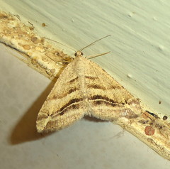 Chiasmia furcata