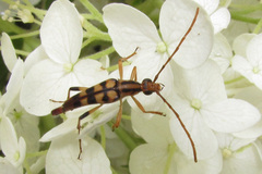 Strangalia luteicornis