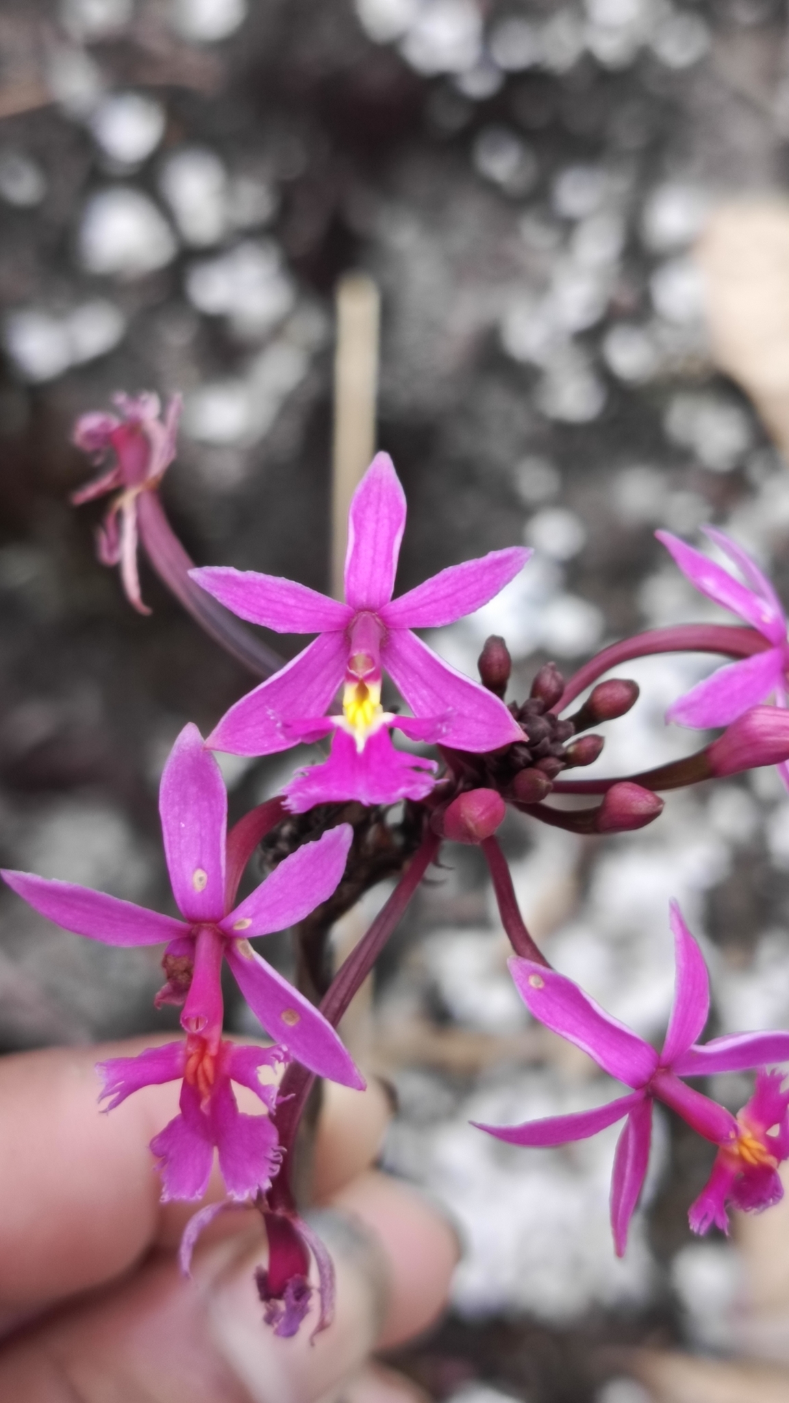 Epidendrum mimopsis Hágsater & Dodson