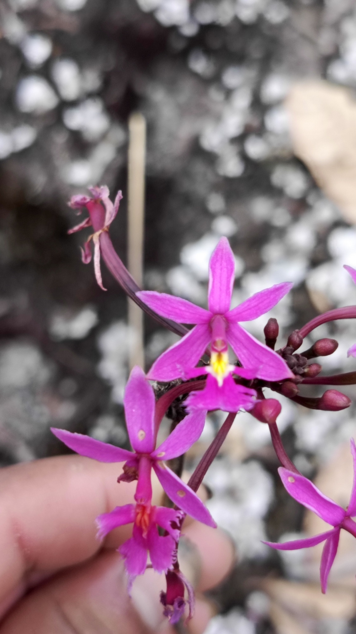 Epidendrum mimopsis Hágsater & Dodson 2