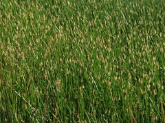 Eleocharis palustris