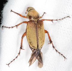 Macrodactylus angustatus