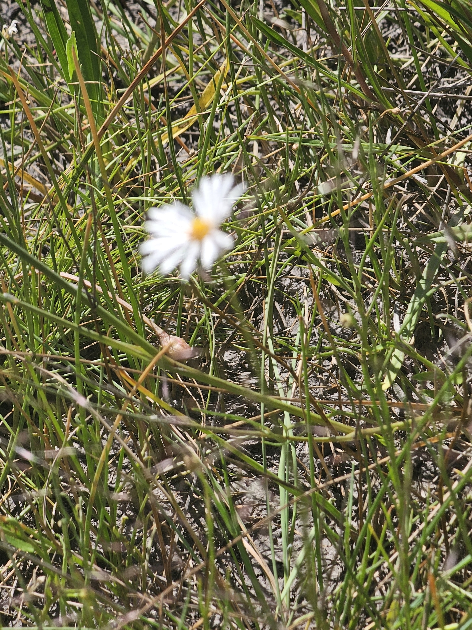 Swamp Daisy (Brachyscome basaltica)