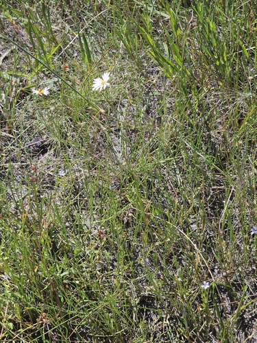 Image of Swamp Daisy (Brachyscome basaltica) by (c) Michael McBain, some rights reserved (CC BY)