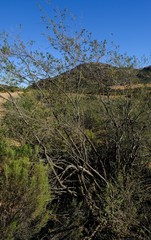 Psoralea arborescens