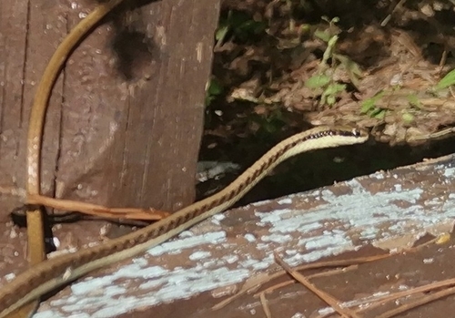 Southern Burmese Bronzeback