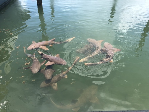 Nurse shark (Ginglymostoma cirratum) — Ginglymostomatidae — 3