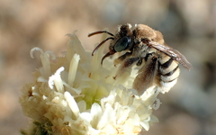 Anthophorula