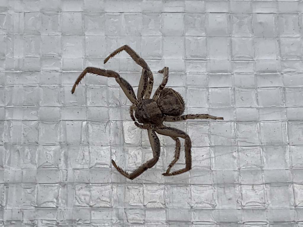 Xysticus gulosus