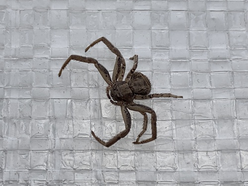 Xysticus gulosus