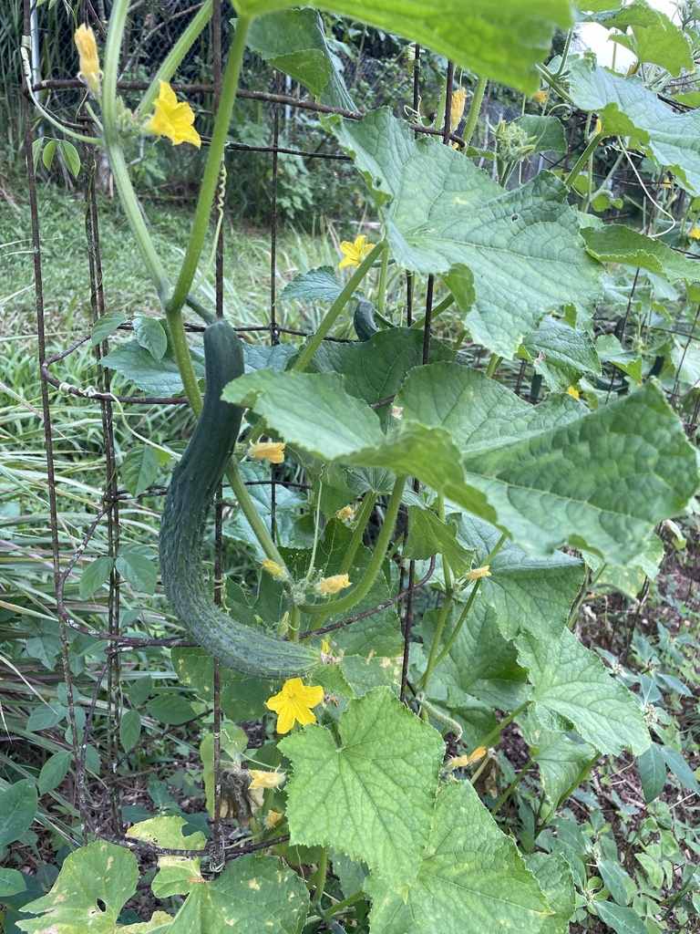 Cucumber vine with yellow flower and young fruit