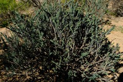 Thesium urceolatum