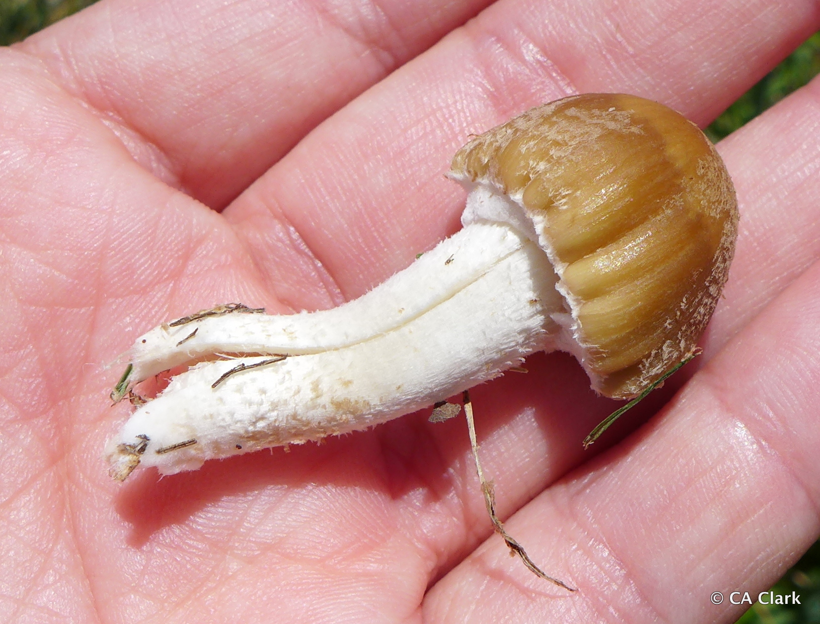 Psathyrella candolleana image