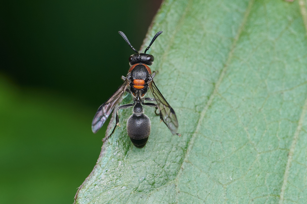 Ropalidia bicolorata
