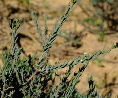 Thesium urceolatum