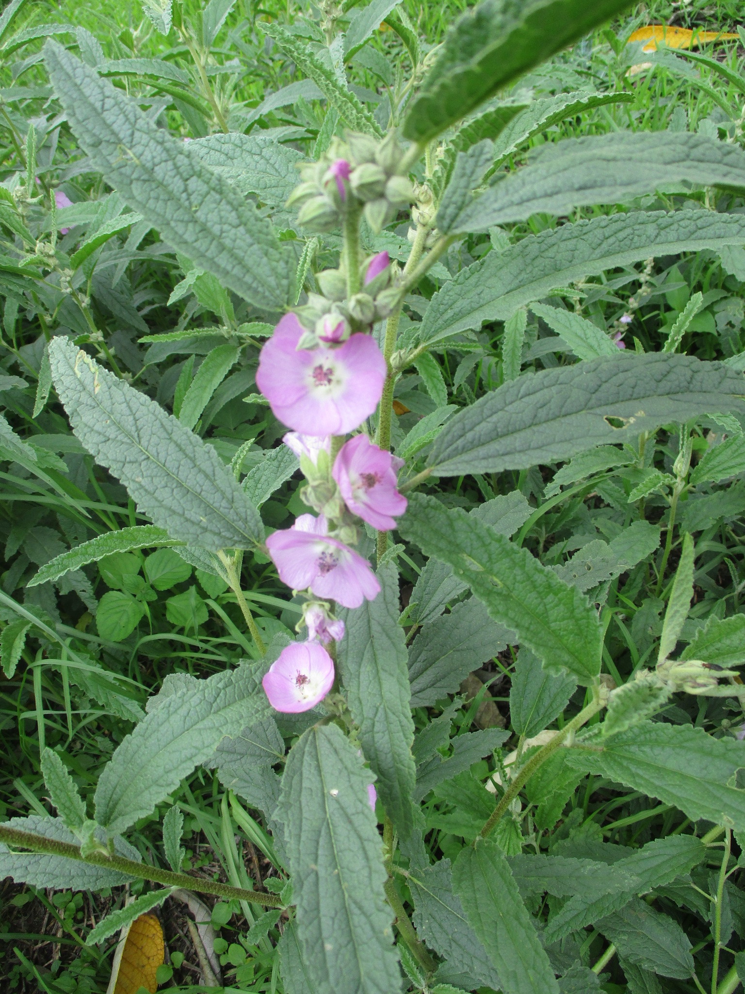 Alcea rosea · BioDiversity4All