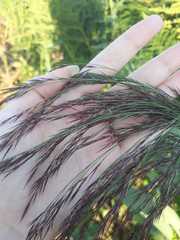 Phragmites australis