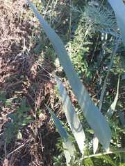 Phragmites australis