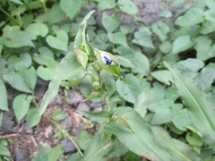 Commelina tuberosa