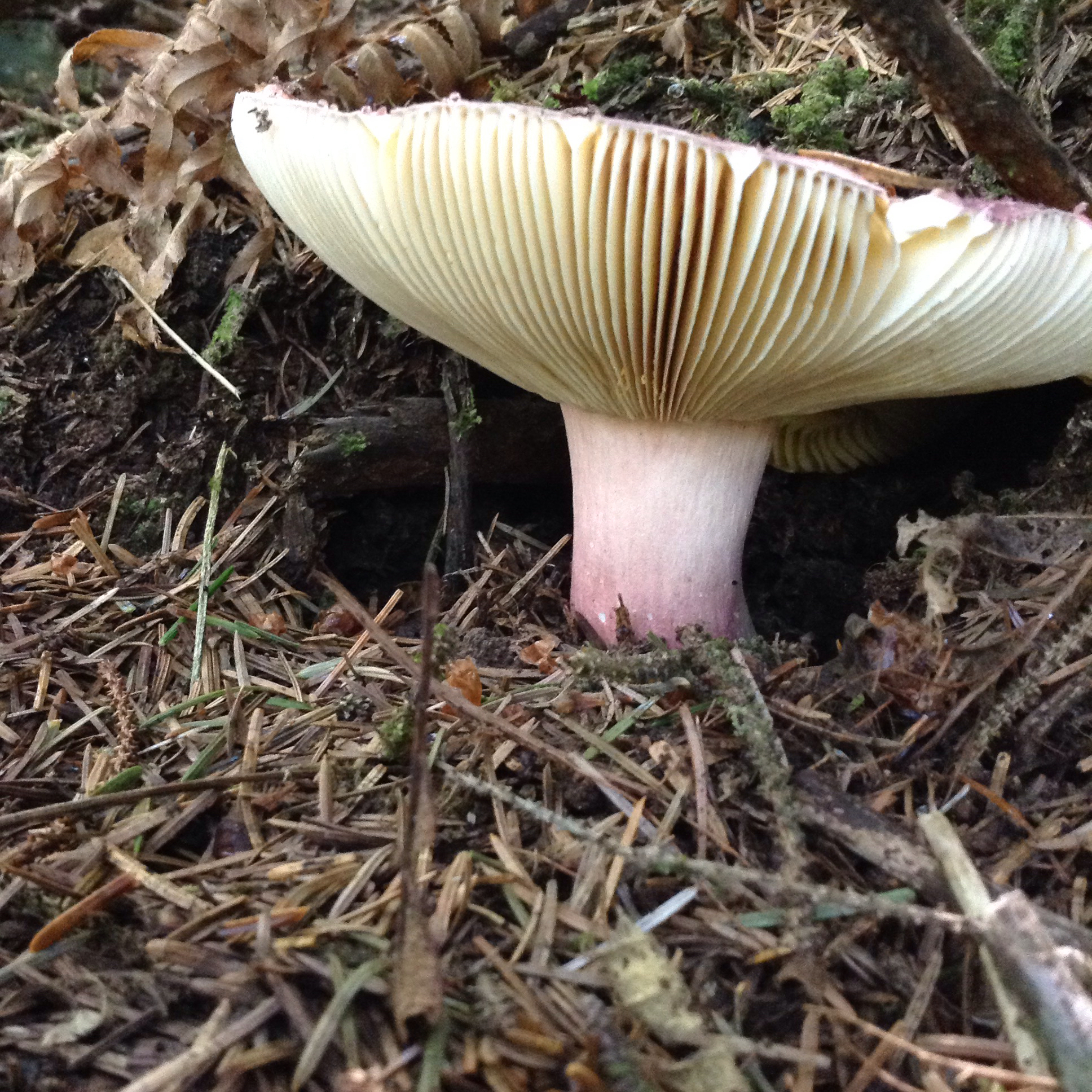 Russula xerampelina image