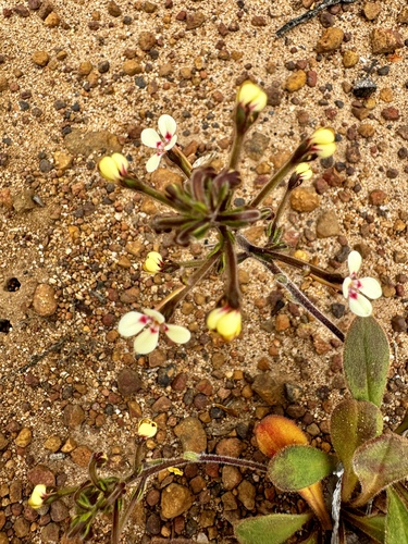 Image of Stylidium pycnostachyum by (c) pimelea, some rights reserved (CC BY)