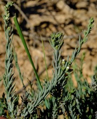 Thesium urceolatum