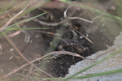 Chortophaga australior