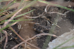 Chortophaga australior