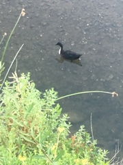 Anas platyrhynchos domesticus