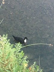 Anas platyrhynchos domesticus