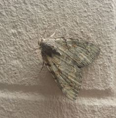 Catocala agrippina