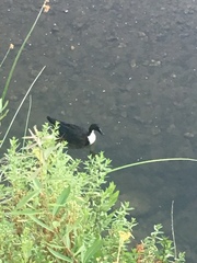 Anas platyrhynchos domesticus