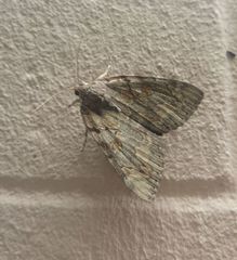 Catocala agrippina