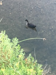 Anas platyrhynchos domesticus